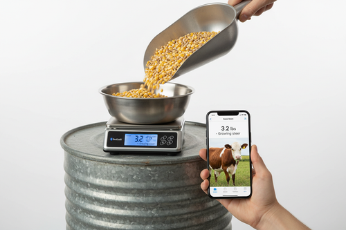 Bluetooth scale bowl on feed bin with phone showing 3.2 lbs growing steer and grain scoop pouring